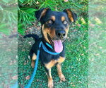 *DEAN MARTIN - Male German Shepherd Dog-Unknown Mix Dog for Adoption - Small photo