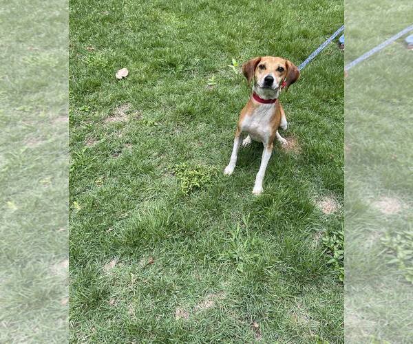 Medium Photo #2 Beagle-Unknown Mix Puppy For Sale in Atlanta, GA, USA