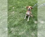 Small #1 Beagle Mix