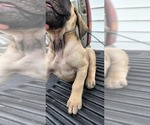 Small Photo #28 Mastiff Puppy For Sale in PARIS, IL, USA