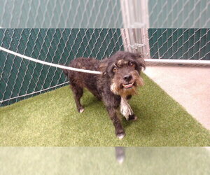 Mutt Dogs for adoption in Downey, CA, USA