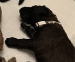 Small Photo #6 Bernedoodle Puppy For Sale in MOULTON, AL, USA