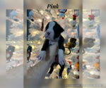 Puppy Pink Boxer