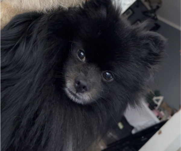 Medium Photo #1 Shiranian Puppy For Sale in PLAINFIELD, IL, USA