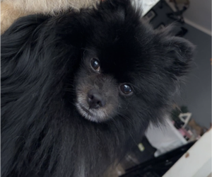 Father of the Shiranian puppies born on 10/03/2025