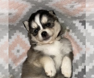 Pomsky Puppy for Sale in KENTWOOD, Michigan USA