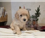 Small #18 Goldendoodle