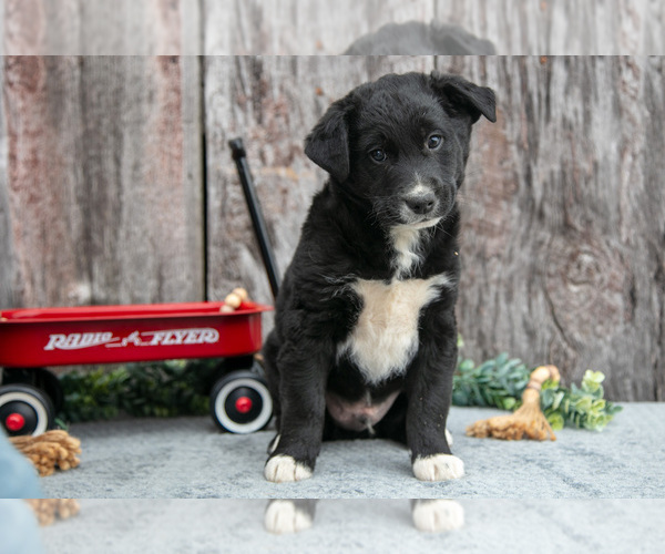 Medium Photo #3 Australian Cattle Dog-Miniature Australian Shepherd Mix Puppy For Sale in SULLIVAN, OH, USA
