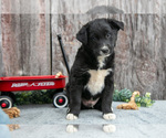 Small Photo #7 Australian Cattle Dog-Miniature Australian Shepherd Mix Puppy For Sale in SULLIVAN, OH, USA
