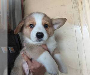 Pembroke Welsh Corgi Puppy for Sale in BAYVILLE, New Jersey USA