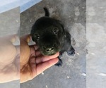 Small #6 Labrador Retriever