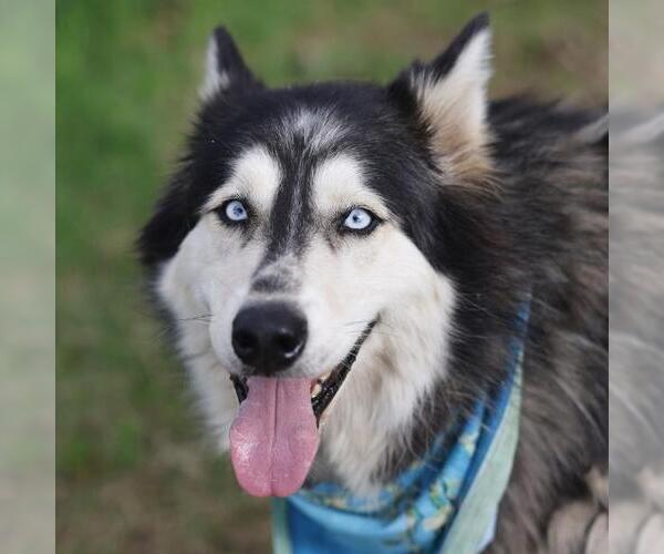 Medium Photo #1 Alaskan Malamute-Unknown Mix Puppy For Sale in San Antonio, TX, USA
