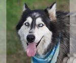 Small Alaskan Malamute Mix