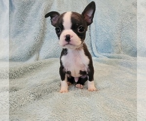 Boston Terrier Puppy for sale in SUMPTER TWP, MI, USA