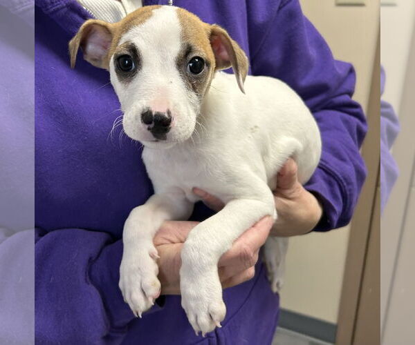Medium Photo #1 Feist Terrier-Jack Russell Terrier Mix Puppy For Sale in Batavia, OH, USA