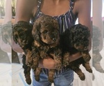 Small Photo #14 Poodle (Toy) Puppy For Sale in CORAL SPRINGS, FL, USA