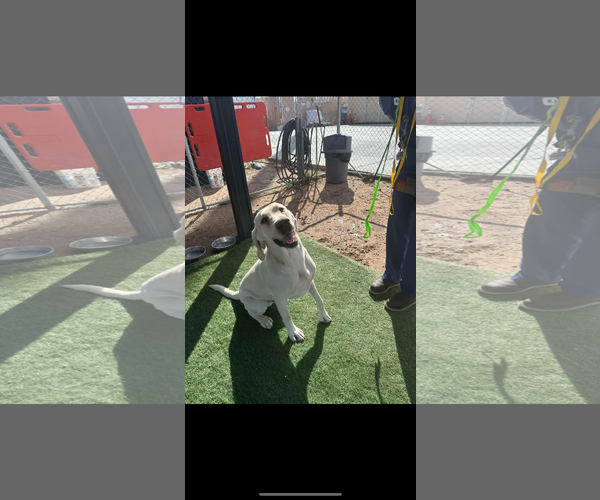 Medium Photo #8 Labrador Retriever-Unknown Mix Puppy For Sale in San Diego, CA, USA