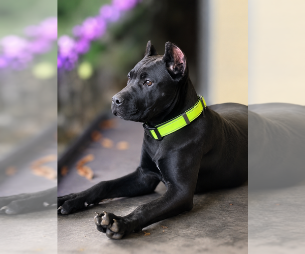 Medium Photo #6 Cane Corso Puppy For Sale in ANDERSON, IN, USA