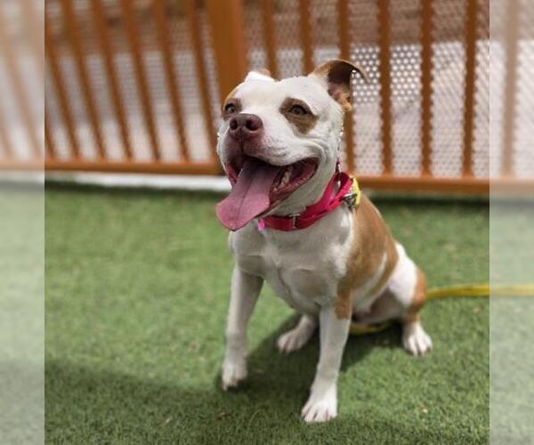 Medium Photo #2 Mutt Puppy For Sale in Las Vegas, NV, USA