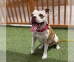 Small Photo #2 Mutt Puppy For Sale in Las Vegas, NV, USA