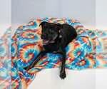 Small #2 Puggle