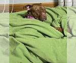 Small #4 Bullboxer Pit