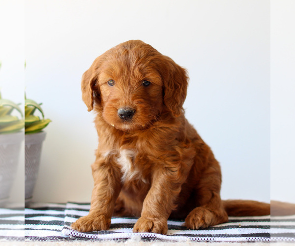 Medium Photo #3 Goldendoodle Puppy For Sale in LITITZ, PA, USA