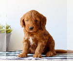 Small #2 Goldendoodle