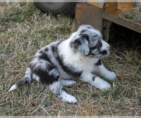 Medium Photo #19 Australian Shepherd Puppy For Sale in LASCASSAS, TN, USA