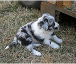 Small Photo #19 Australian Shepherd Puppy For Sale in LASCASSAS, TN, USA