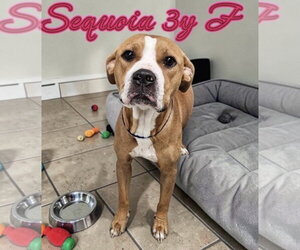 Sequoia - Female Labrador Retriever-Unknown Mix Dog for Adoption - Photo #5