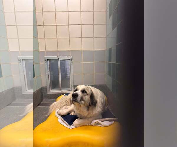 Medium Photo #10 Anatolian Pyrenees Puppy For Sale in Houston, TX, USA