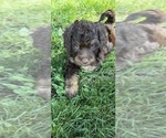 Small #6 Aussiedoodle