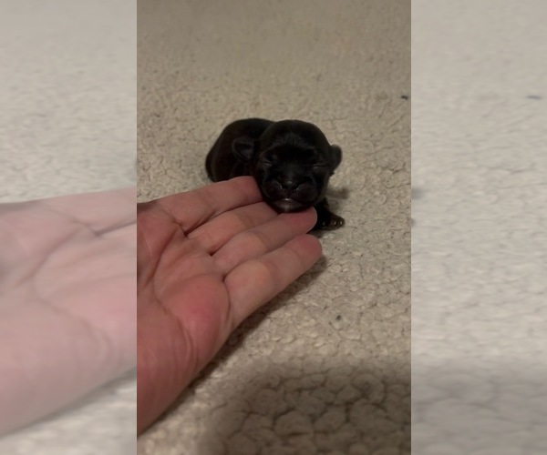 Medium Photo #1 Shorkie Tzu Puppy For Sale in VIRGINIA BEACH, VA, USA
