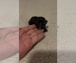 Shorkie Tzu Puppy for sale in VIRGINIA BEACH, VA, USA