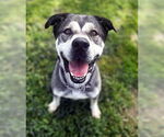 Small #8 American Staffordshire Terrier-Huskies  Mix