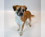 Small Photo #5 Boxer-Colonial Cocker Spaniel Mix Puppy For Sale in Kennesaw, GA, USA
