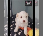 Small #2 Havanese-Zuchon Mix
