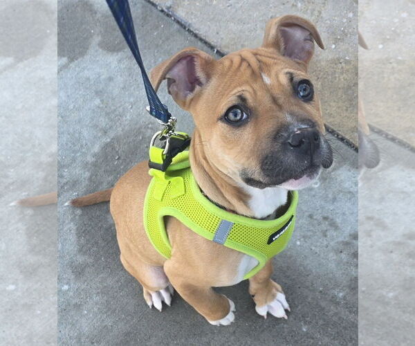 Medium Photo #11 Mutt Puppy For Sale in Clarkston, MI, USA