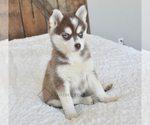 Small Photo #5 Pomsky Puppy For Sale in KANSAS CITY, MO, USA