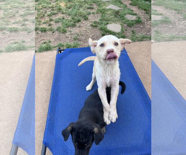 Medium Photo #4 Retriever -Unknown Mix Puppy For Sale in Greenville, SC, USA