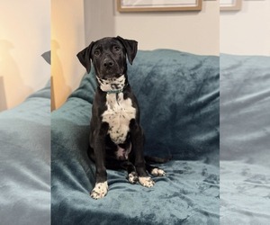 Mutt Dogs for adoption in Woodbury, NY, USA