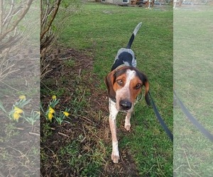 Mack - Male Bluetick Coonhound Dog for Adoption - Photo #2