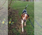 Small #1 Bluetick Coonhound