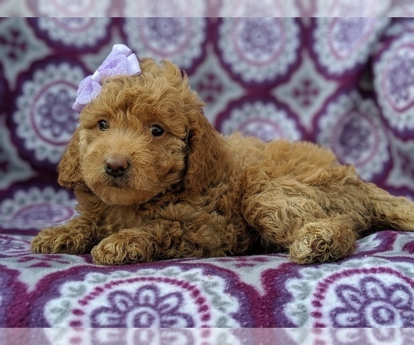 Medium Photo #4 Goldendoodle-Poodle (Miniature) Mix Puppy For Sale in LANCASTER, PA, USA