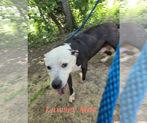 Medium Photo #2 American Staffordshire Terrier-Unknown Mix Puppy For Sale in Jackson, MS, USA
