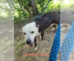 Small #1 American Staffordshire Terrier Mix