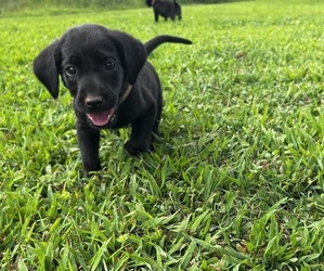 Labrador Retriever Puppy for sale in AMHERST, VA, USA