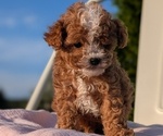 Small #10 Cavapoo (Miniature)
