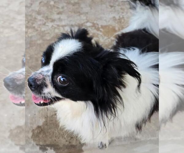 Medium Photo #4 Papillon-Unknown Mix Puppy For Sale in San Antonio, TX, USA